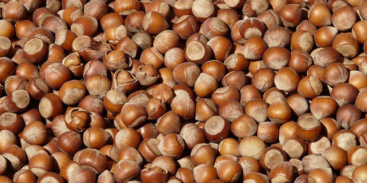 Corilicoltura irpina in ginocchio: produzione dimezzata e danni per 10 milioni